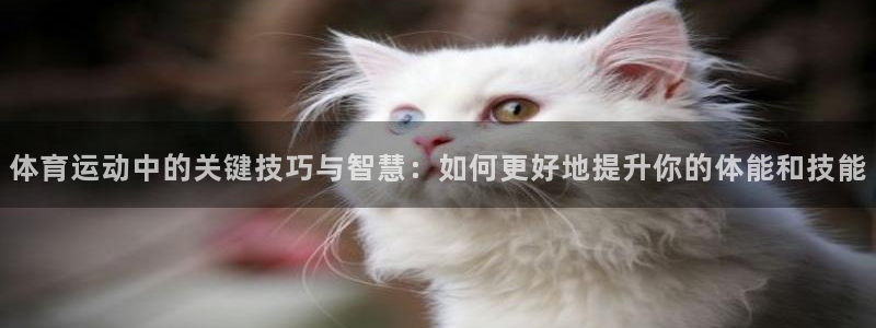 上海杏悦2汽车电子有限公司：体育运动中的关键技巧与智慧：如何更好地提升你的体能和